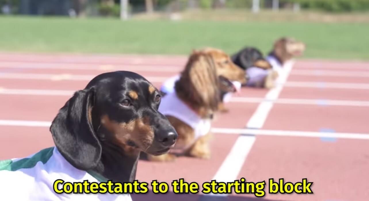 ダックスフンド,動画