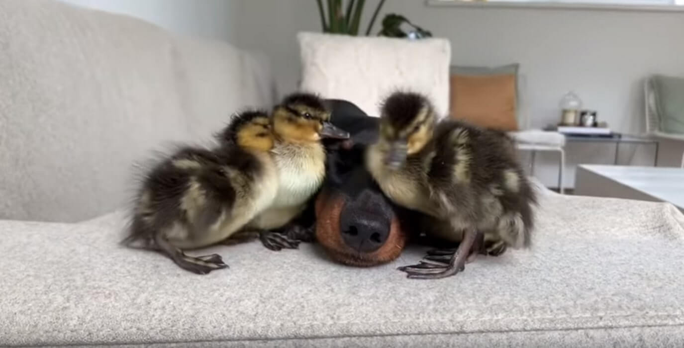 ダックスフンド,動画