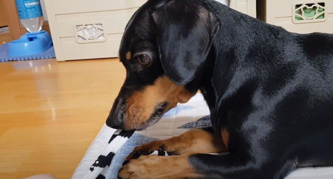 ダックスフンド,動画