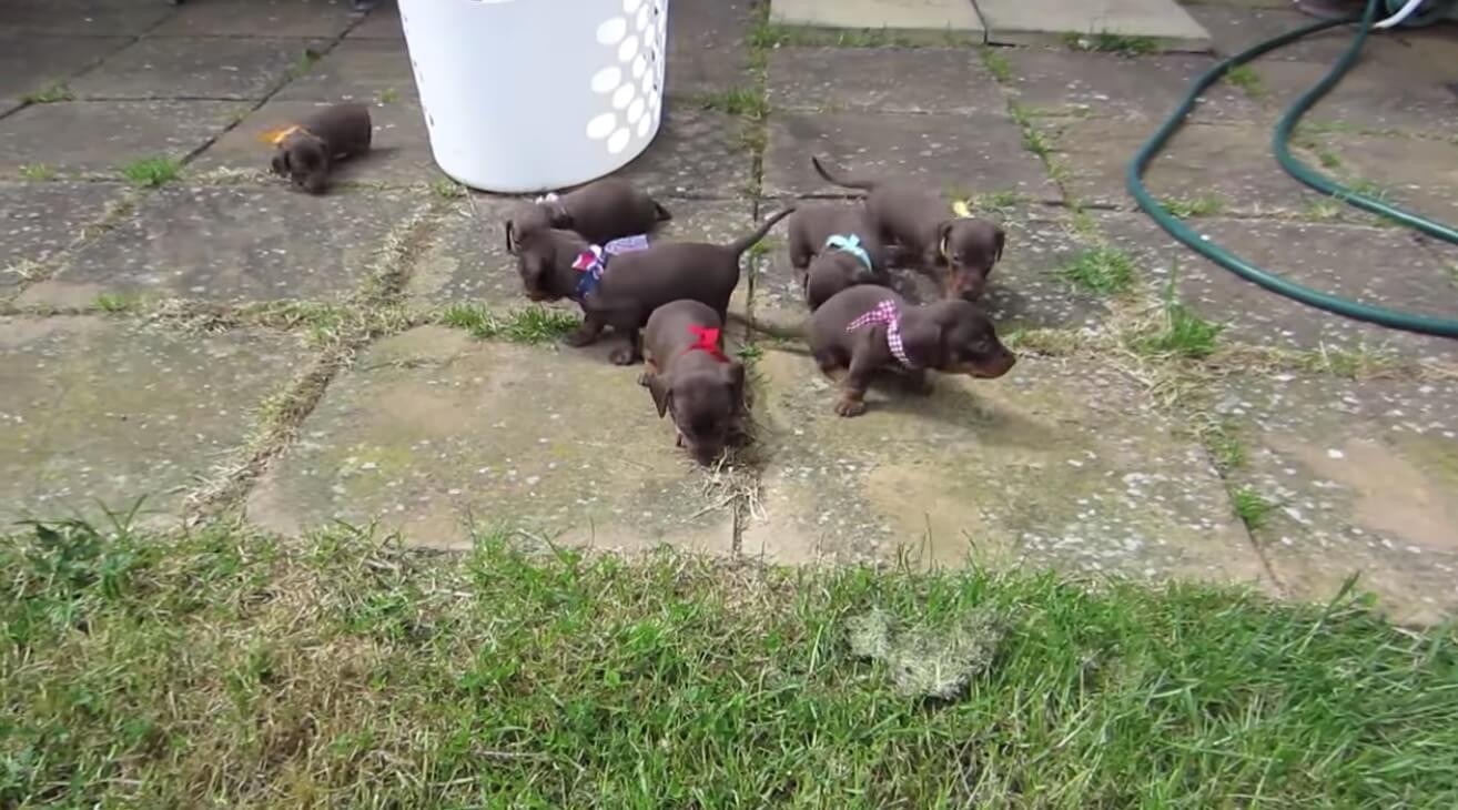 ダックスフンド,動画