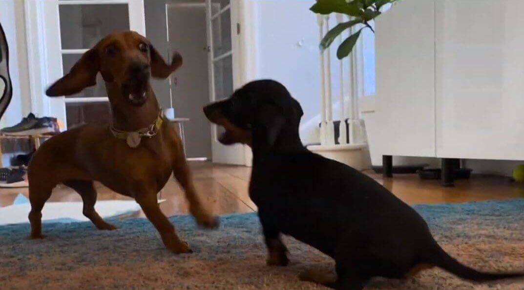 ダックスフンド,動画