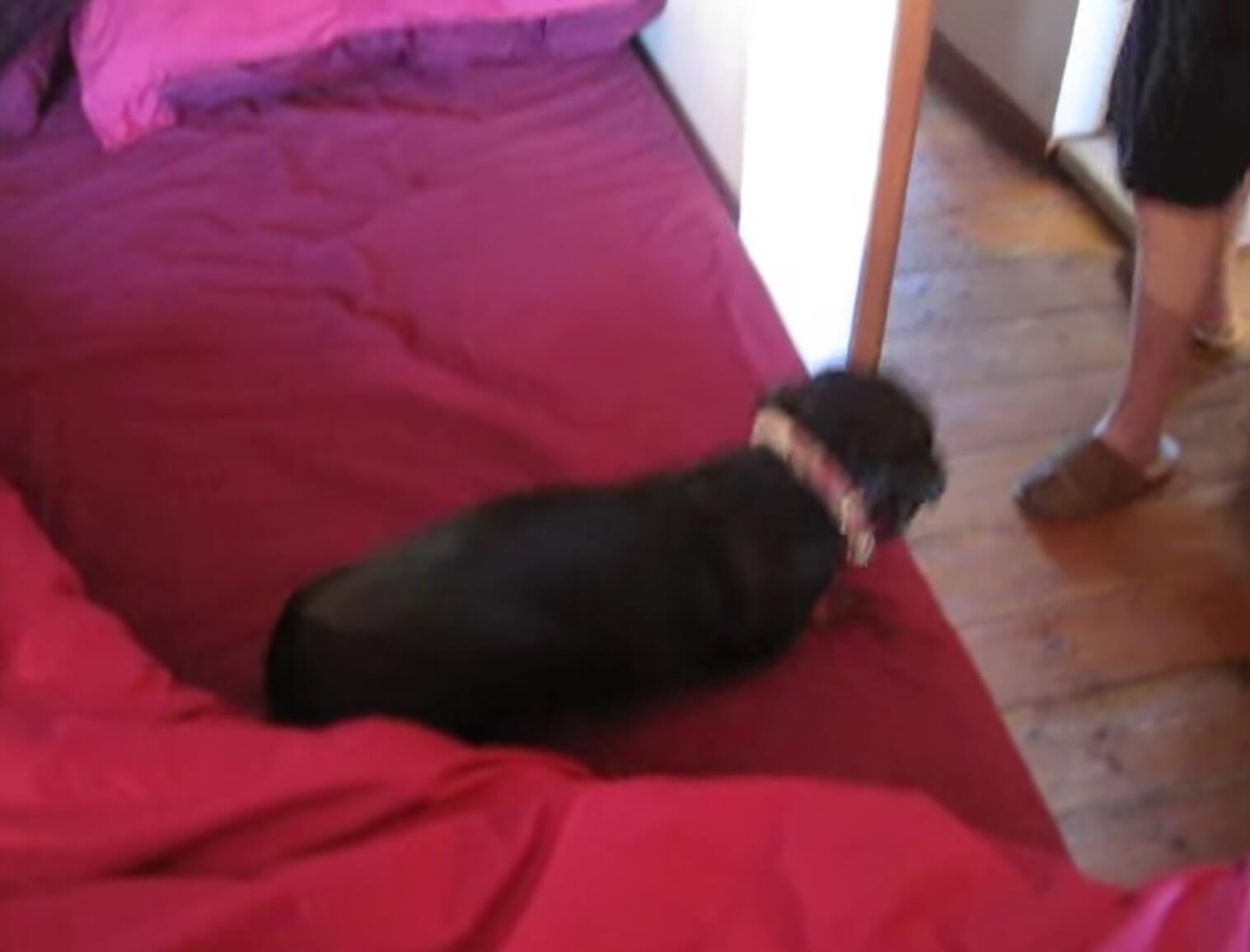 ダックスフンド,動画