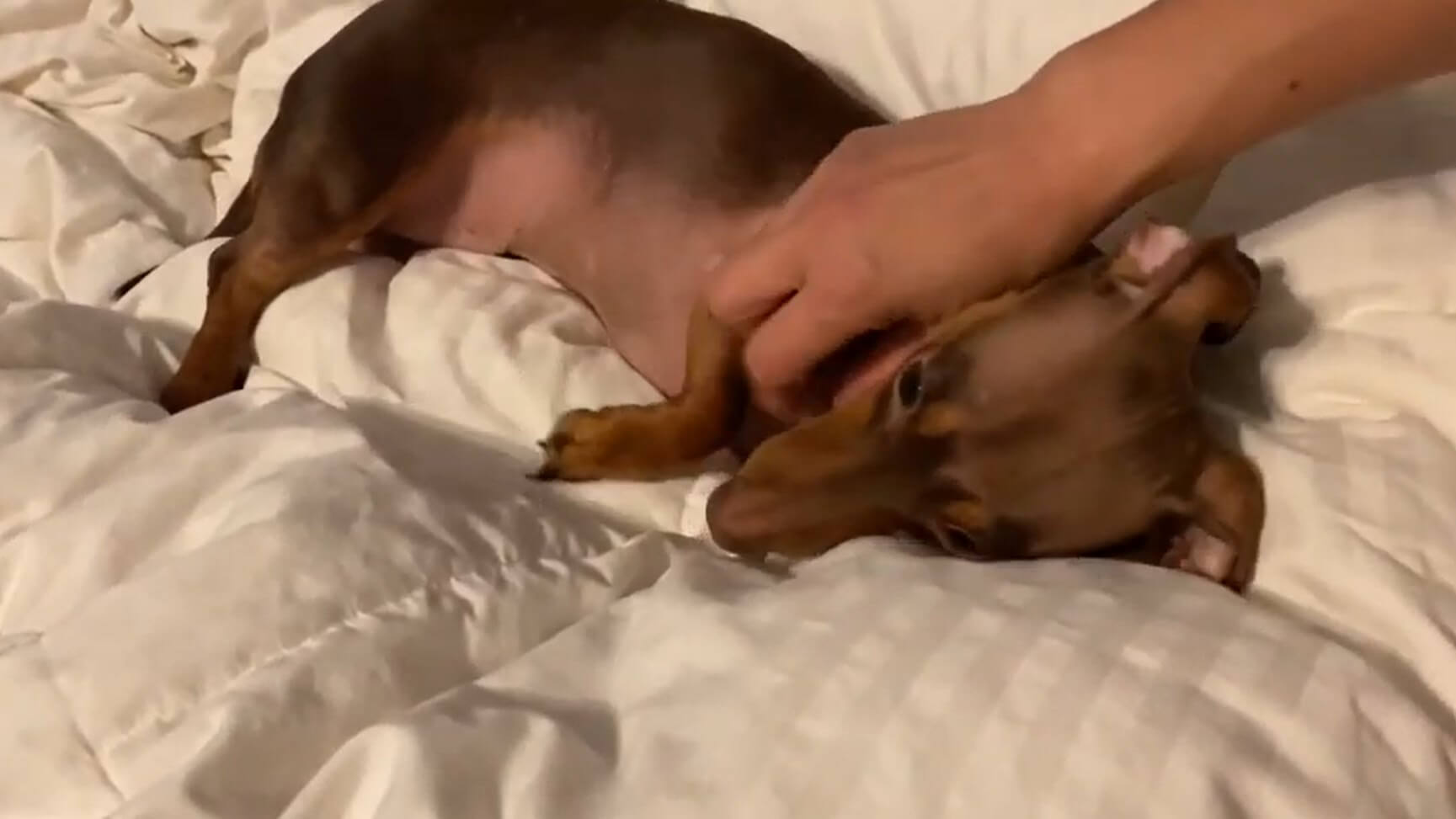 ダックスフンド,動画