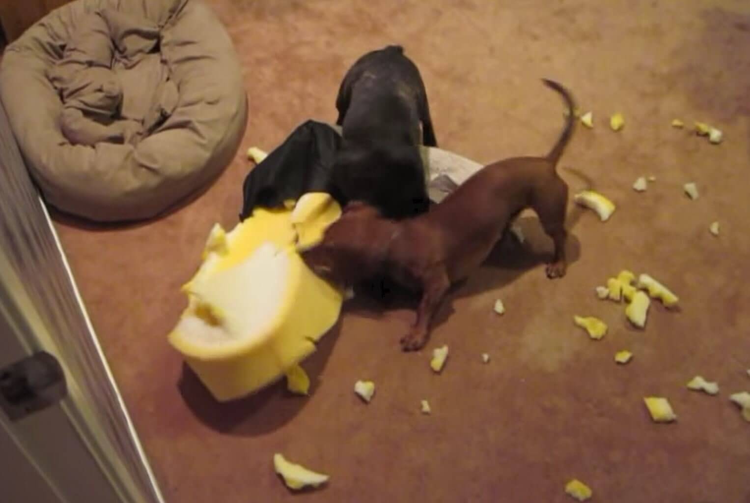 ダックスフンド,動画