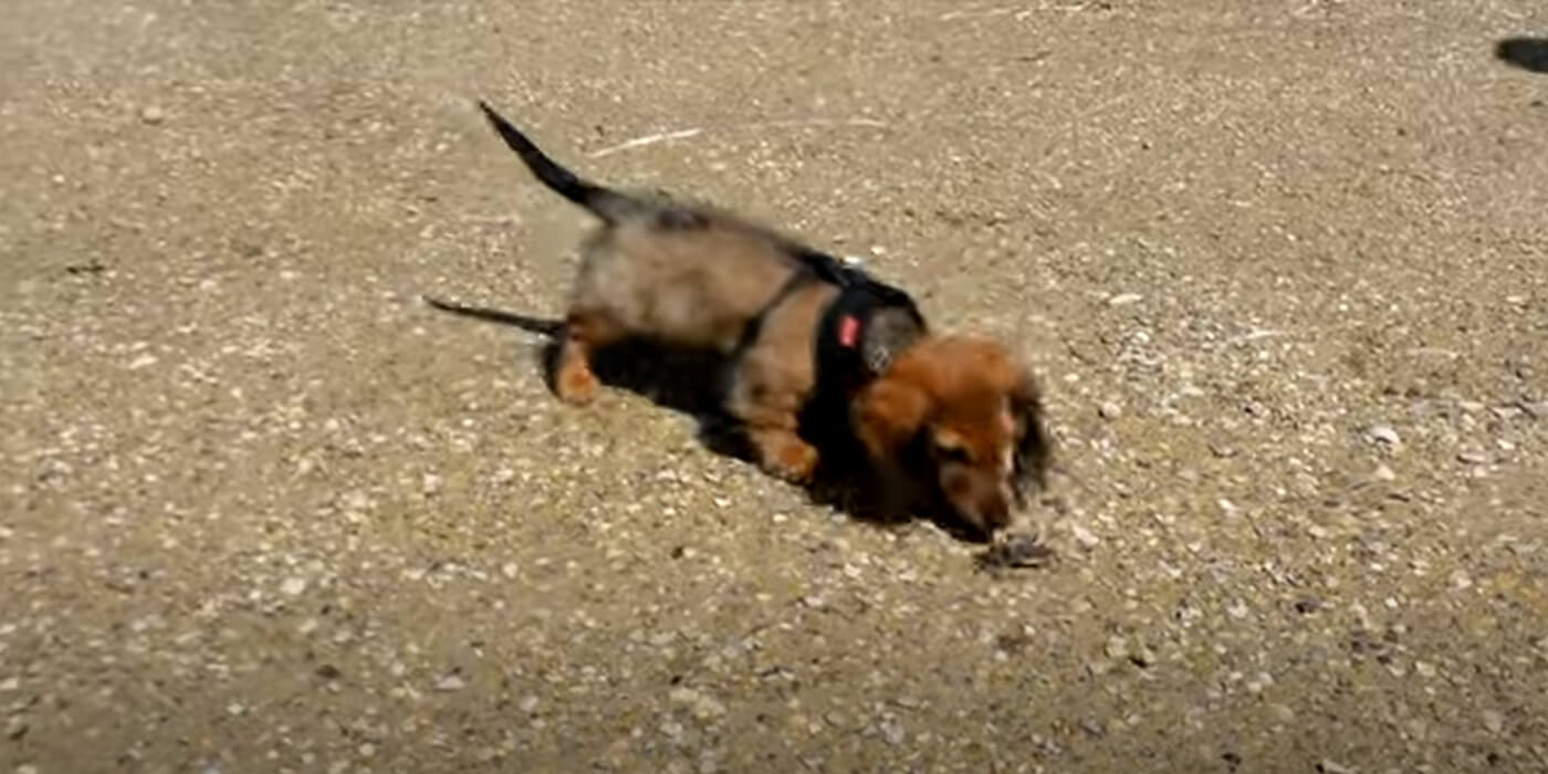 ダックスフンド,動画