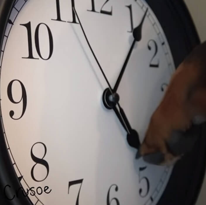 ダックスフンド,動画