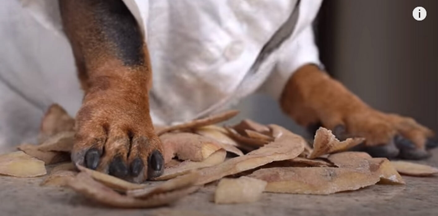 ダックスフンド,動画