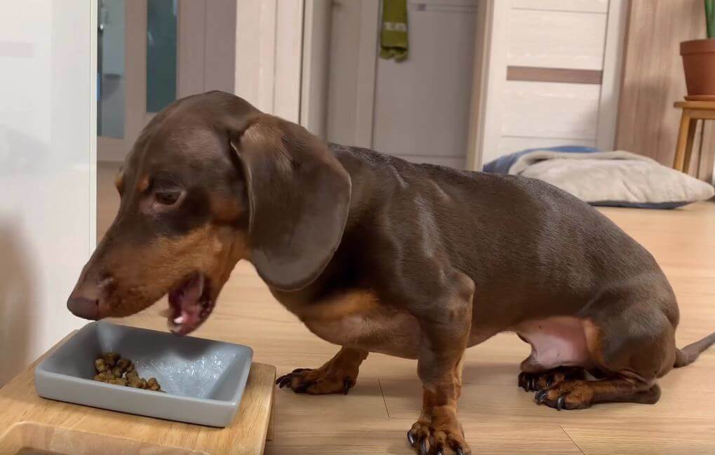 ダックスフンド,動画