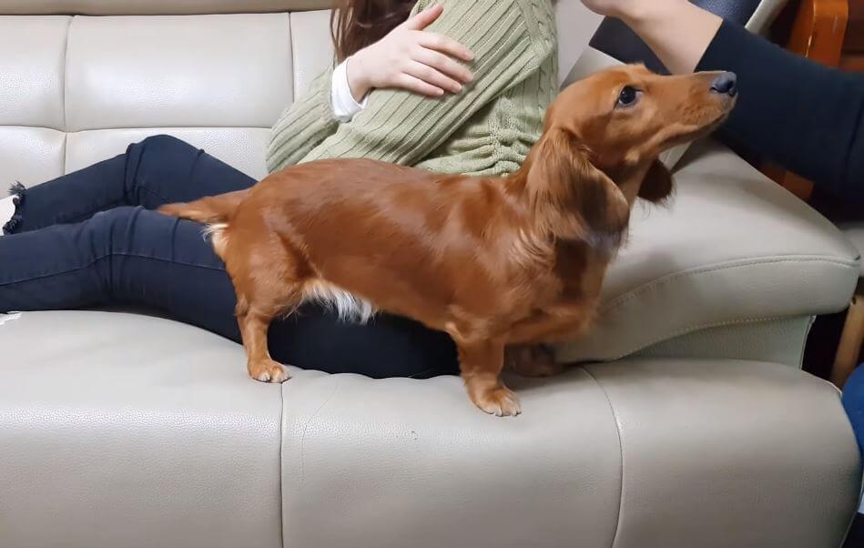 ダックスフンド,動画