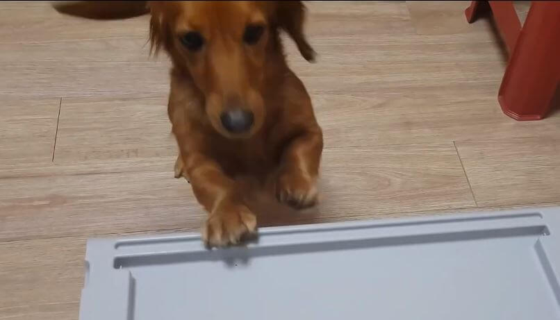 ダックスフンド,動画