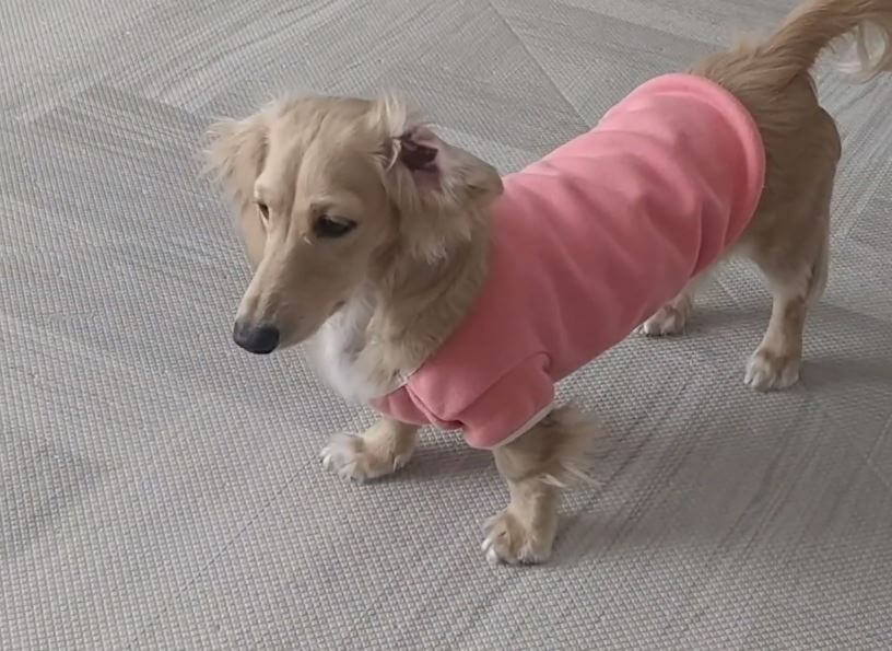 ダックスフンド,動画