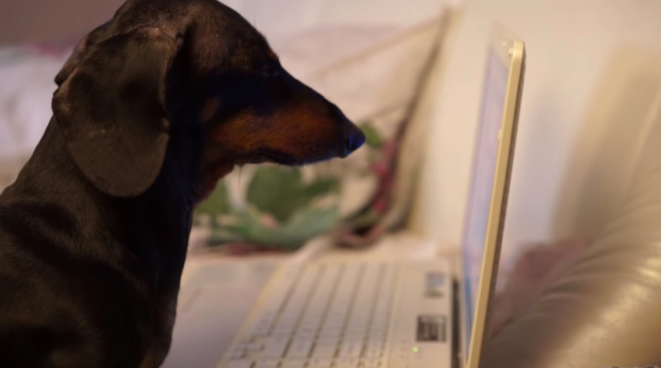 ダックスフンド,動画