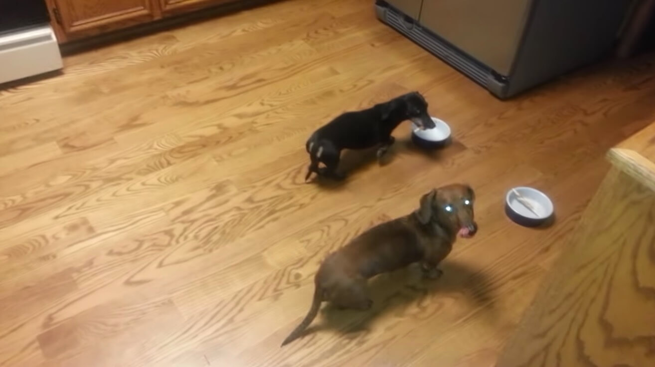 ダックスフンド,動画