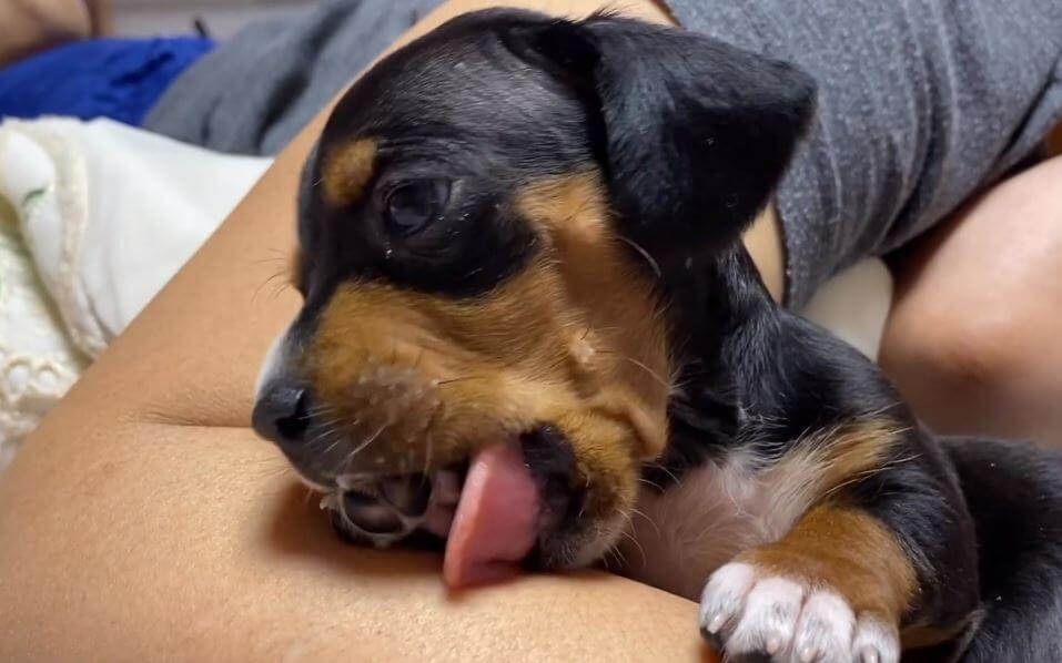 ダックスフンド,動画