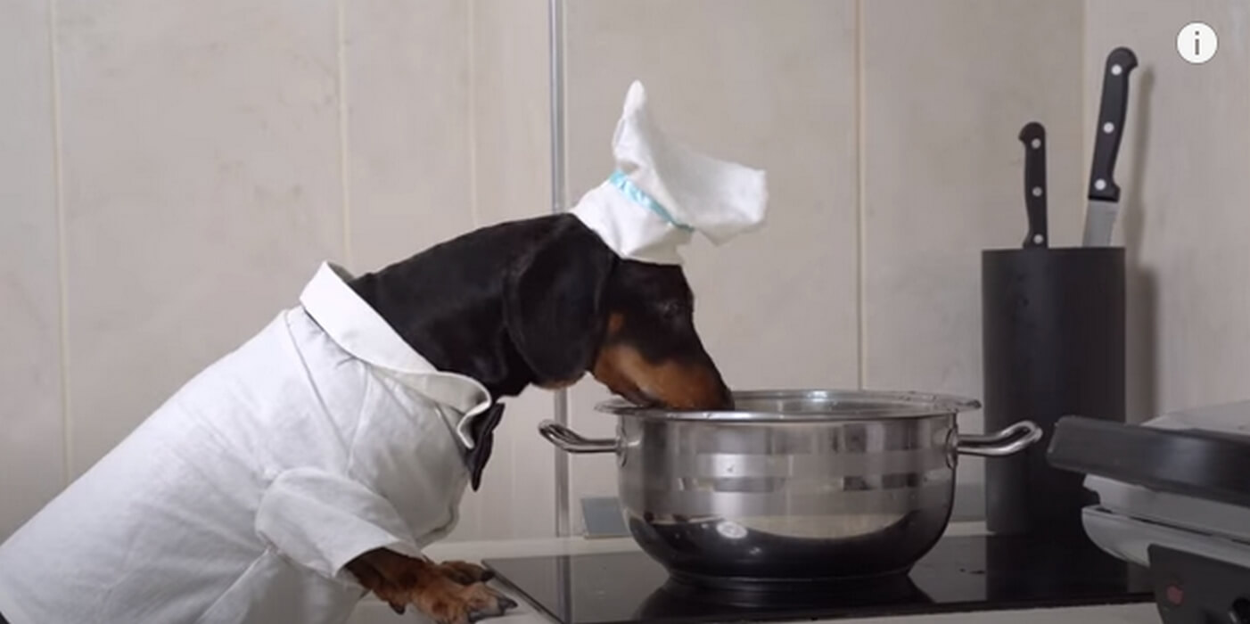 ダックスフンド,動画