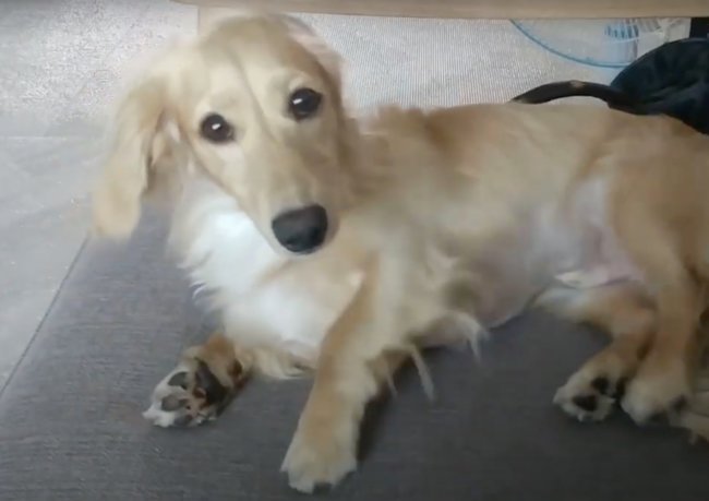 ダックスフンド,動画