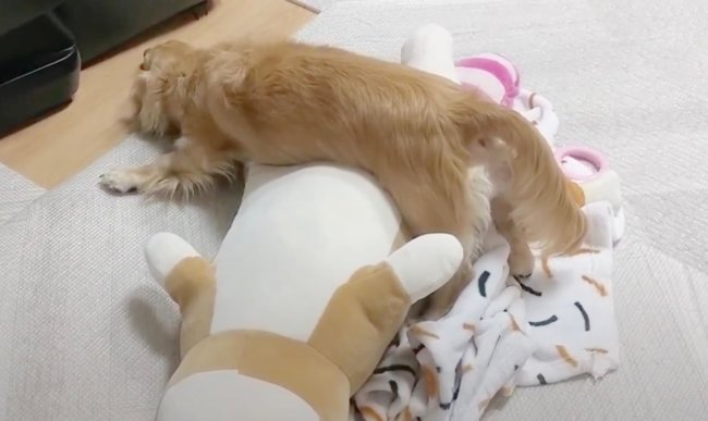 ダックスフンド,動画