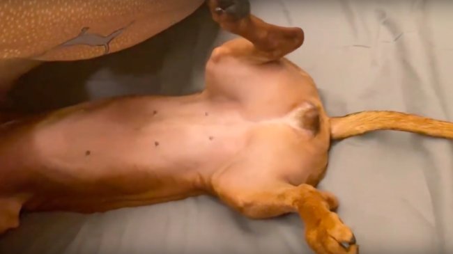 ダックスフンド,動画