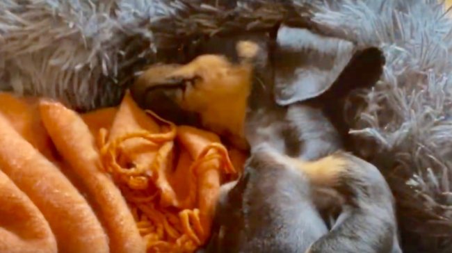 ダックスフンド,動画