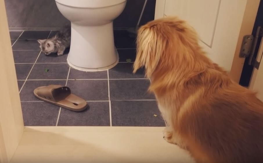 ダックスフンド,動画