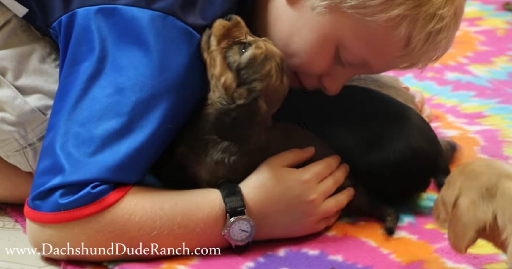 ダックスフンド,動画