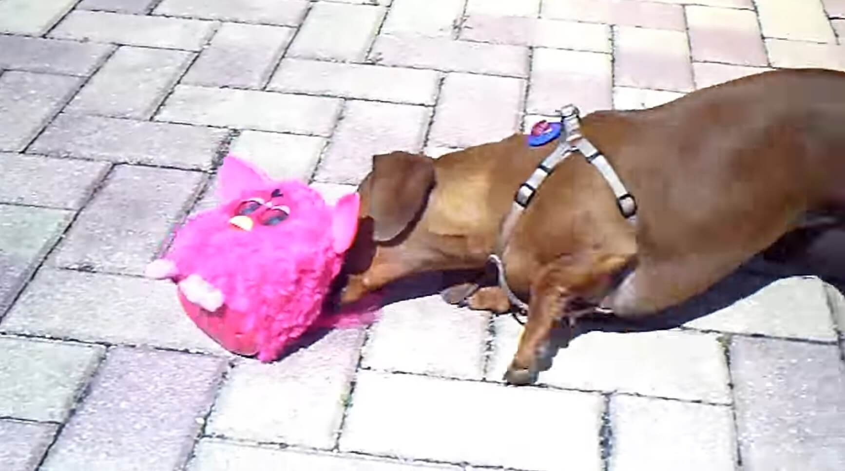 ダックスフンド,動画