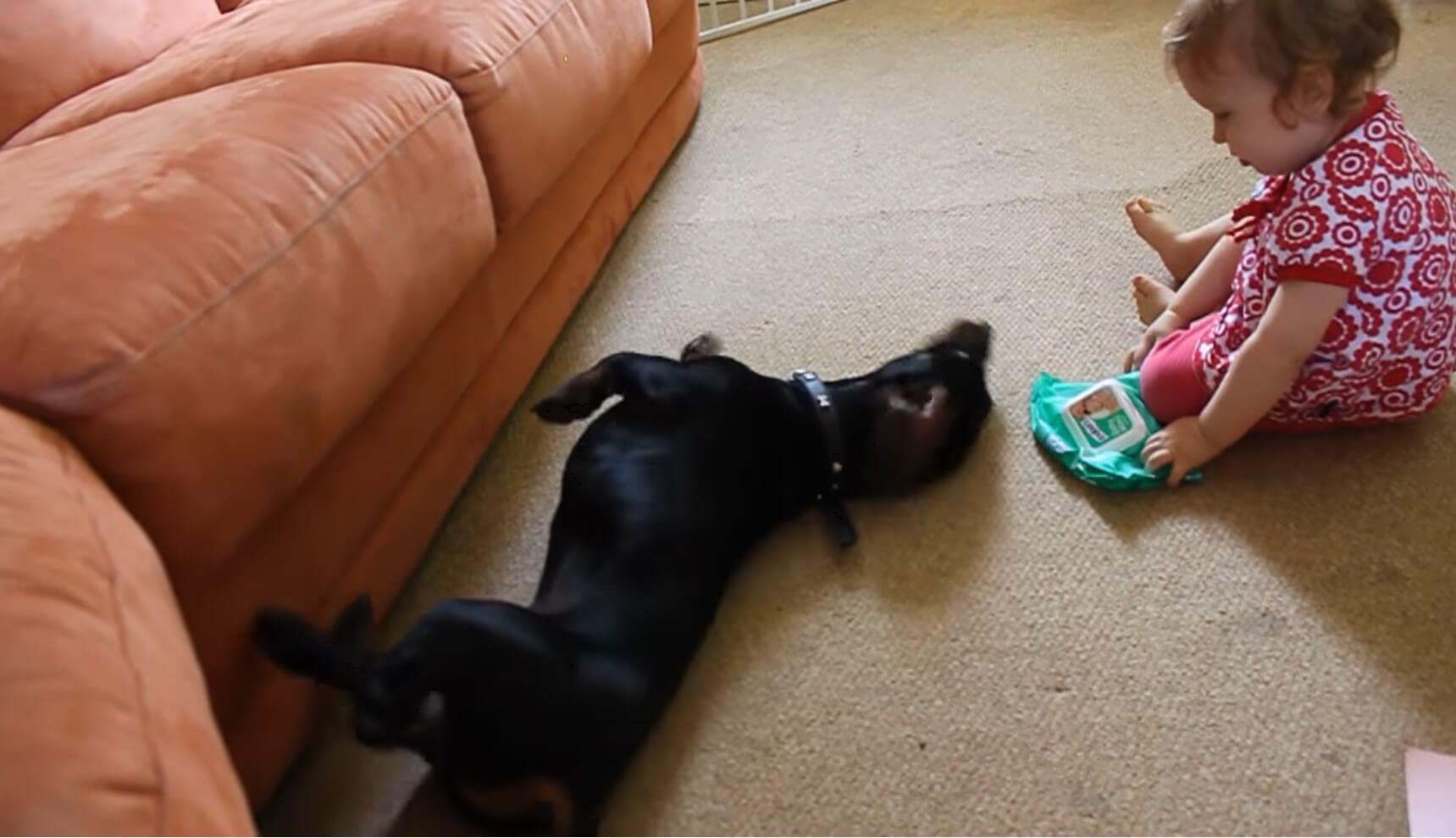 ダックスフンド,動画