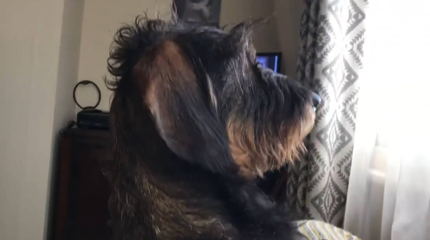 ダックスフンド,動画