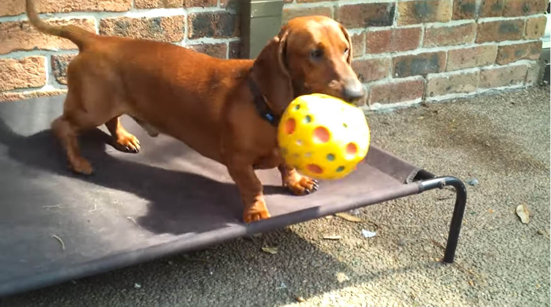 ダックスフンド,動画