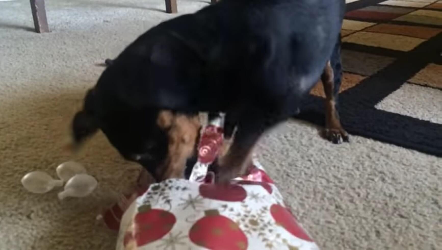 ダックスフンド,動画