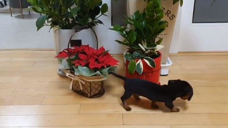 ダックスフンド,動画