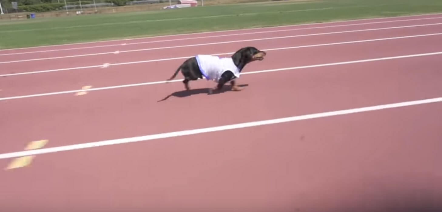 ダックスフンド,動画