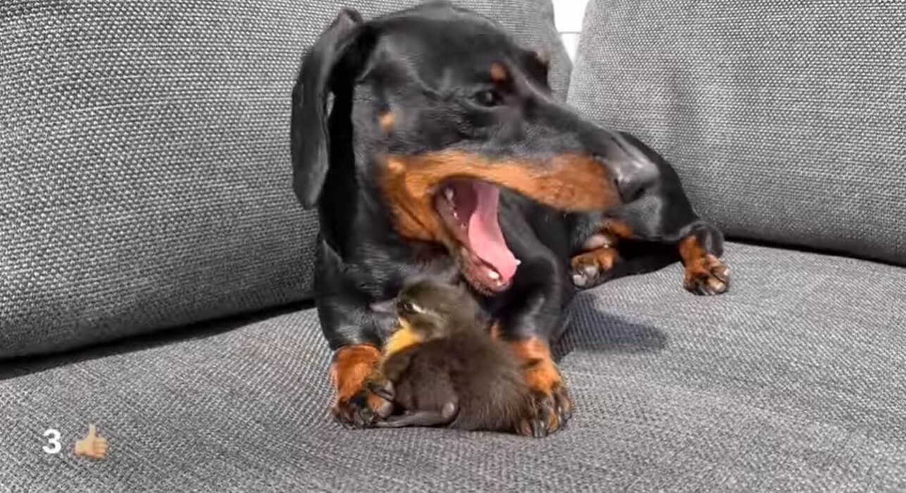 ダックスフンド,動画