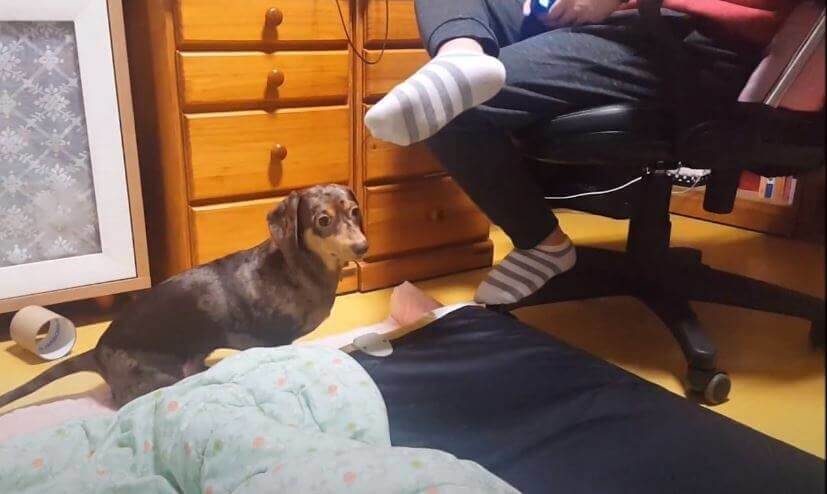 ダックスフンド,動画