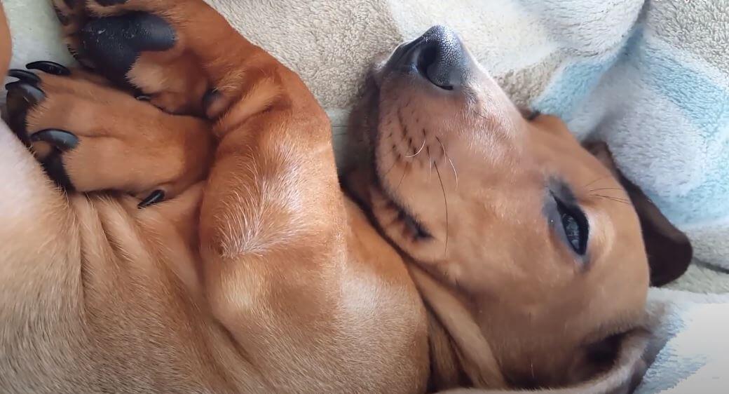 ダックスフンド,動画