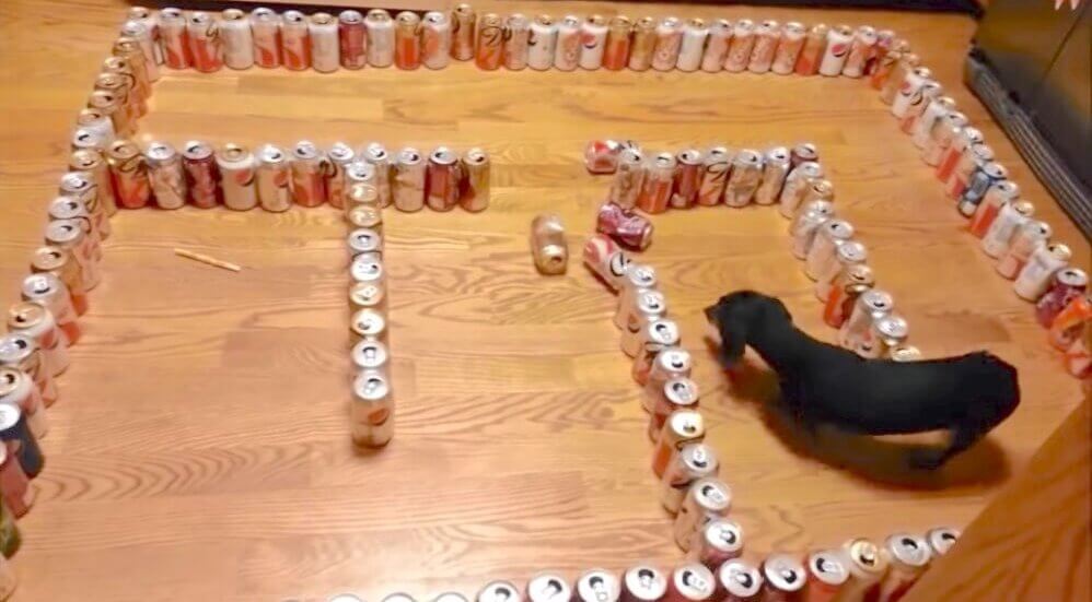 ダックスフンド,動画