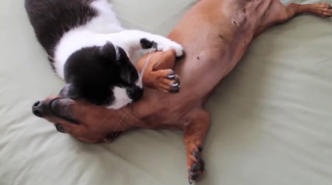 ダックスフンド,動画