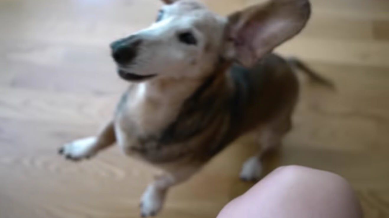 ダックスフンド,動画