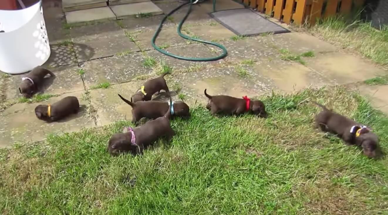 ダックスフンド,動画