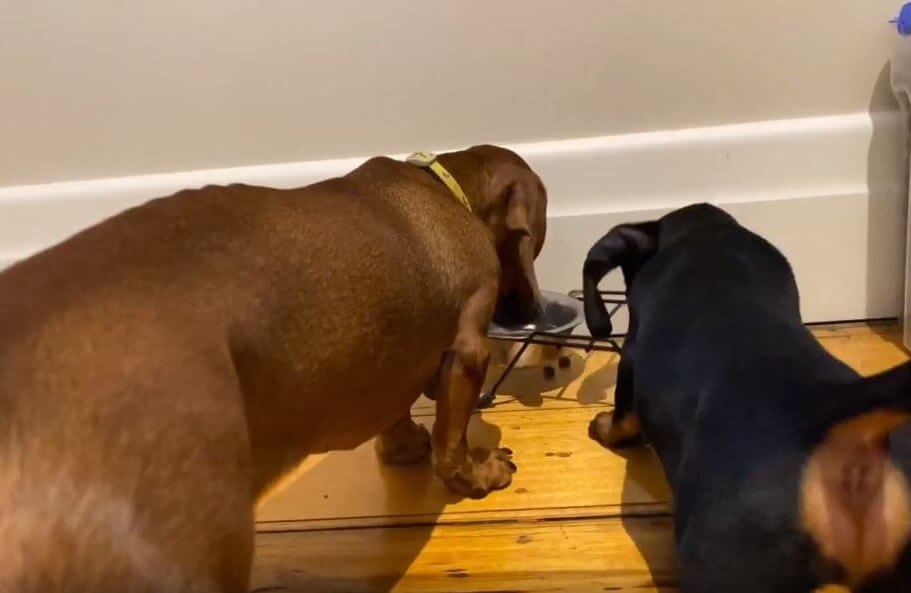 ダックスフンド,動画