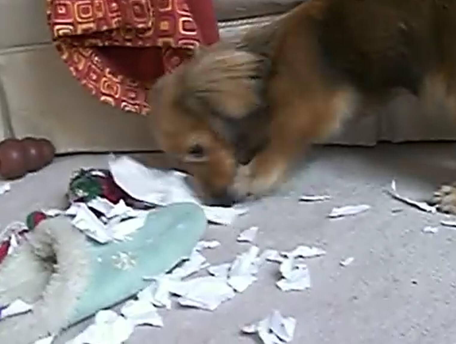 ダックスフンド,動画