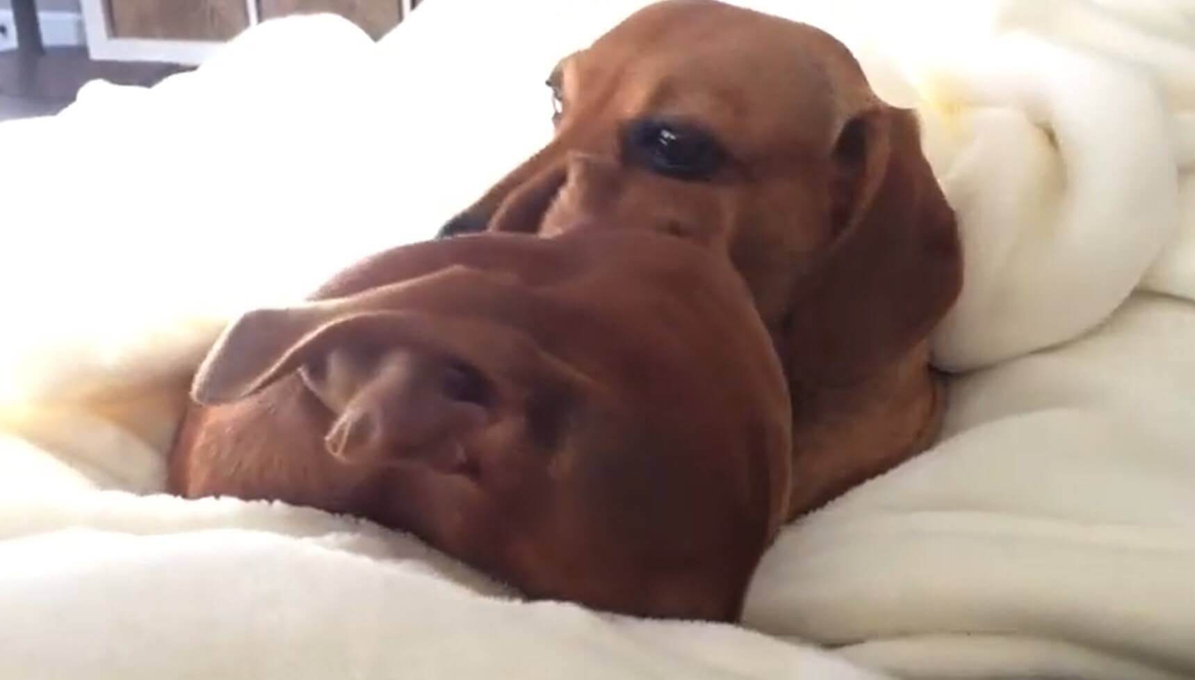 ダックスフンド,動画