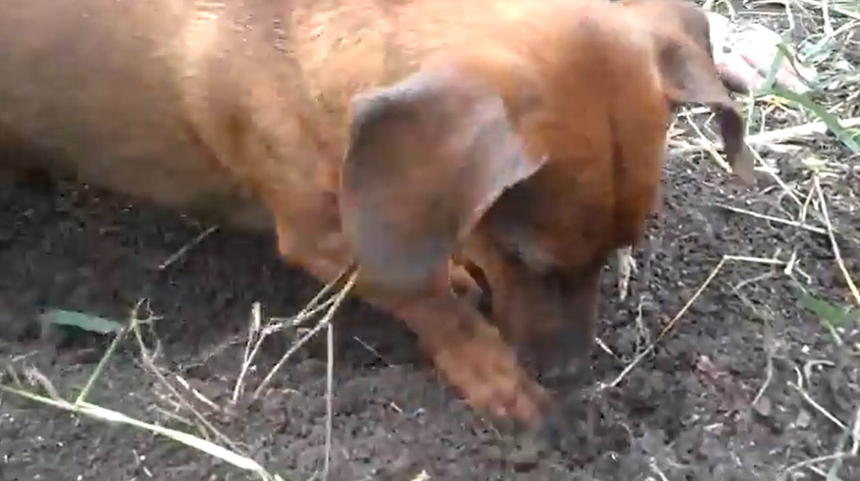 ダックスフンド,動画