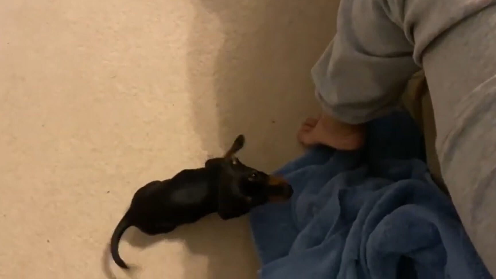 ダックスフンド,動画