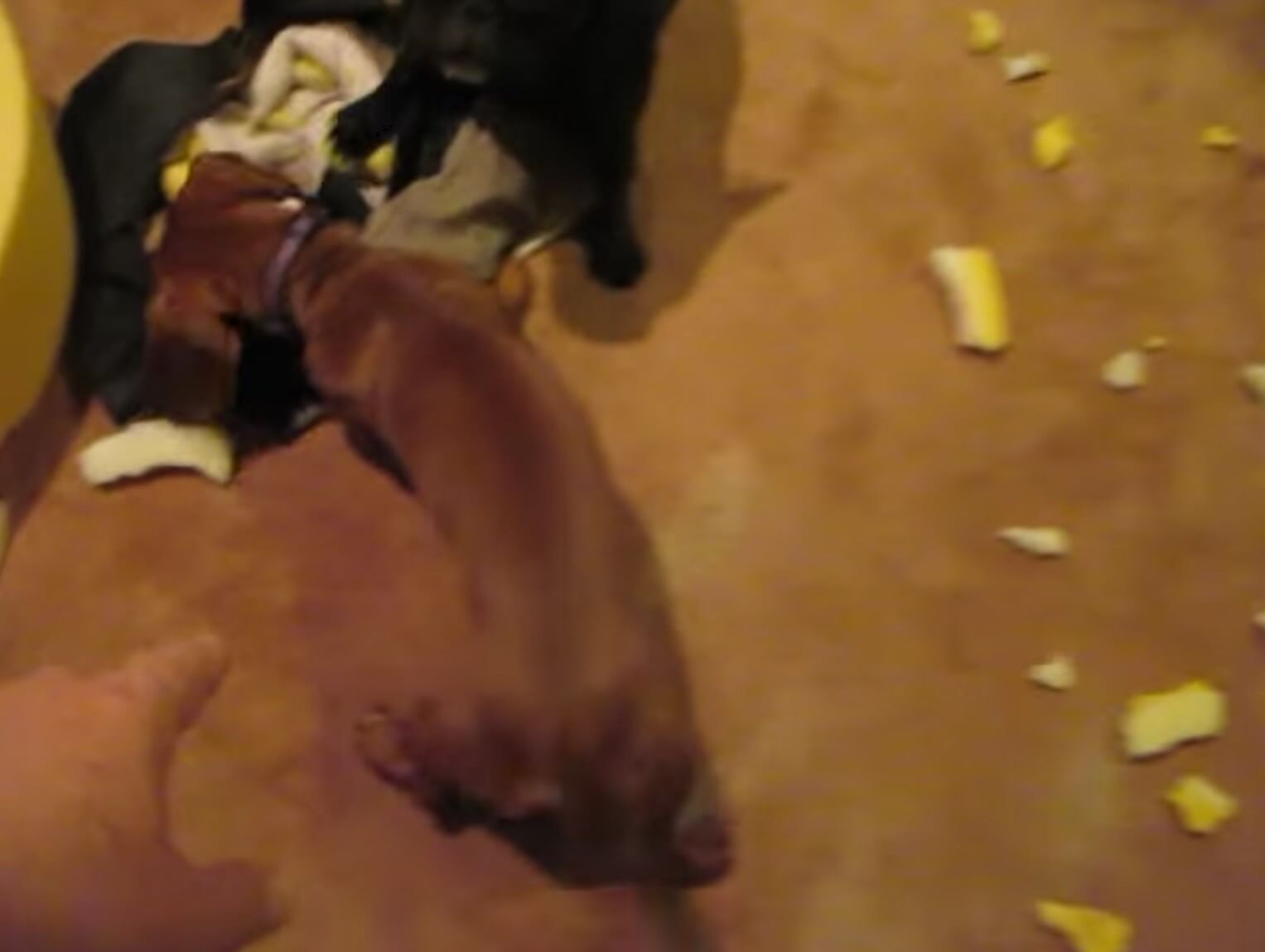 ダックスフンド,動画