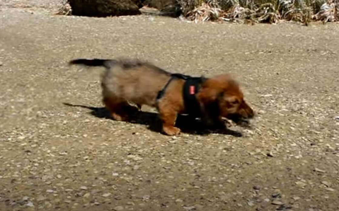 ダックスフンド,動画