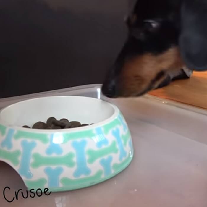 ダックスフンド,動画