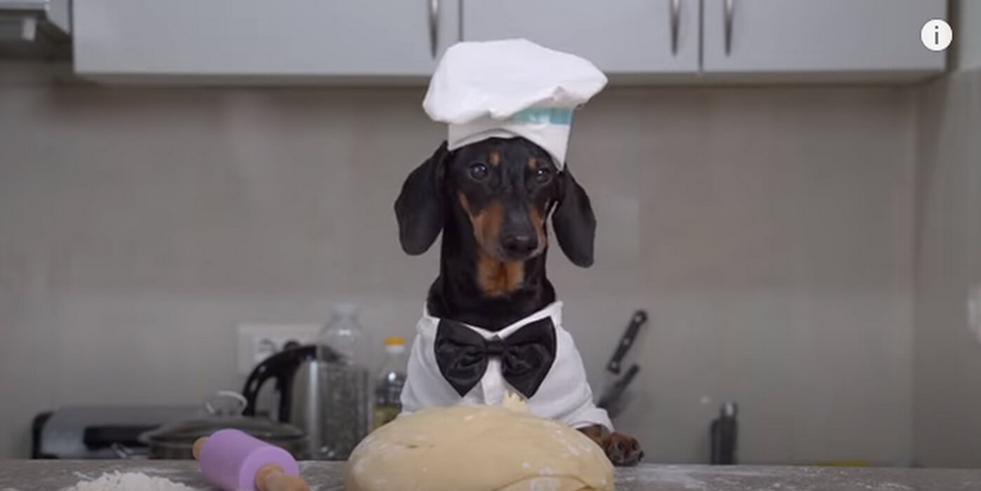 ダックスフンド,動画