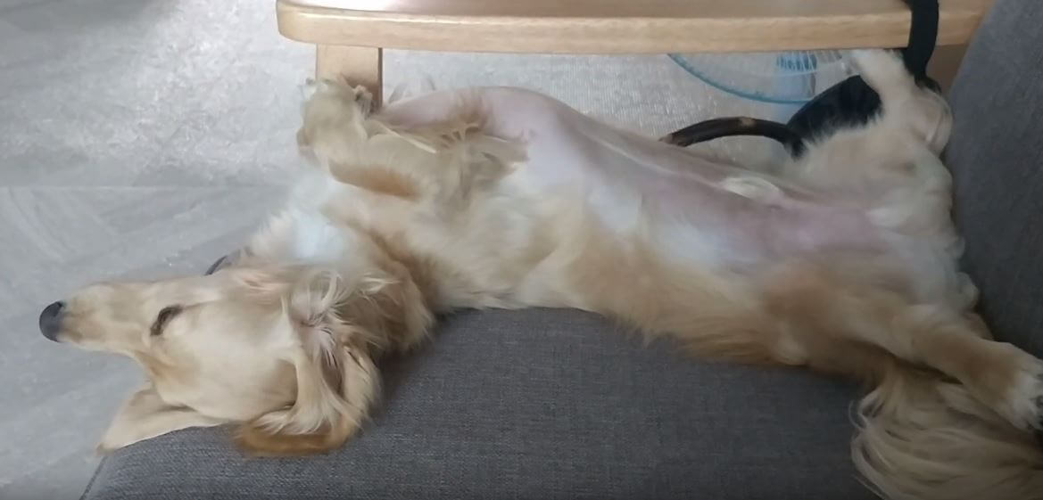 ダックスフンド,動画