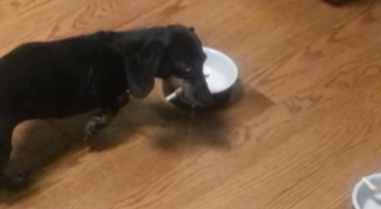 ダックスフンド,動画